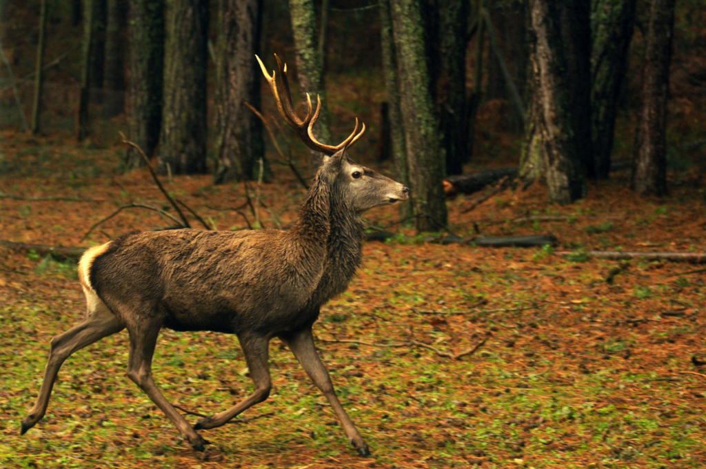 Foto suggestiva di un Alce nei boschi della Sila