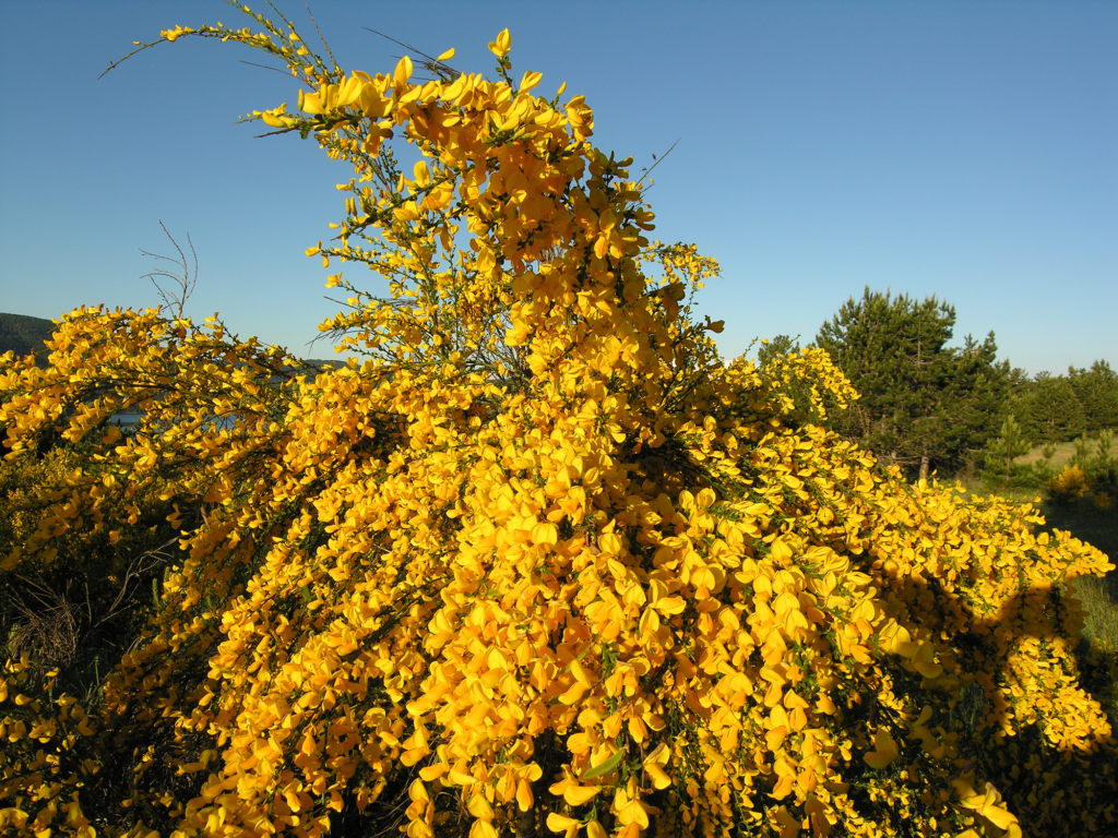 Dettaglio di una fantastica Ginestra dei Carbonai