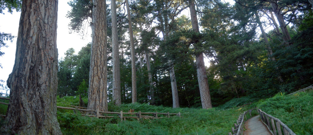 Veduta suggestiva di una riserva naturale del parco della Sila.