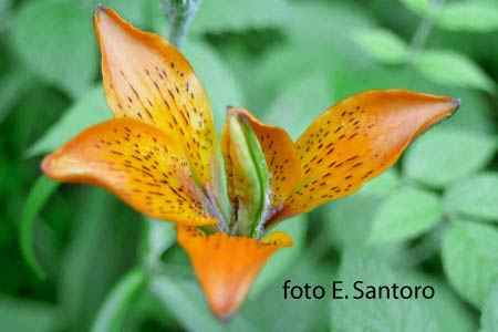 Itinerario Gioachimita - Dettagli di un fiore